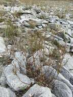 Image of Potentilla multifida var. ornithopoda Wolf