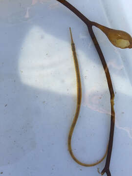 Image of Great Pipefish