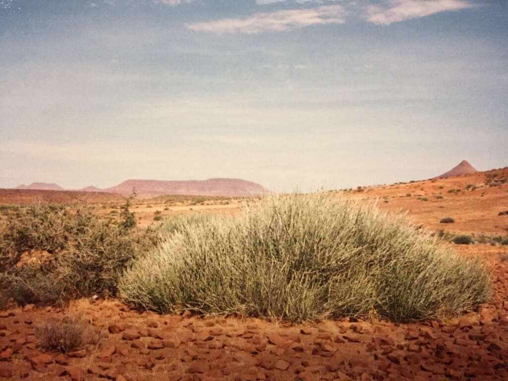 Image of Damara milk-bush