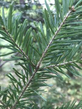 Image de Abies nephrolepis (Trautv. ex Maxim.) Maxim.