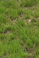 Image of Gladiolus atropurpureus Baker