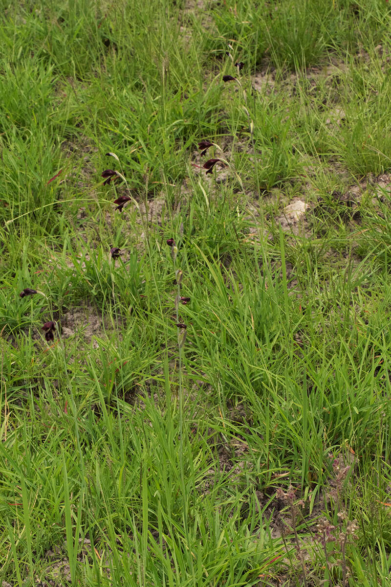 Image of Gladiolus atropurpureus Baker