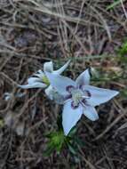 Image de Calochortus lyallii Baker