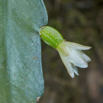 Image of Lepismium lorentzianum (Griseb.) Barthlott