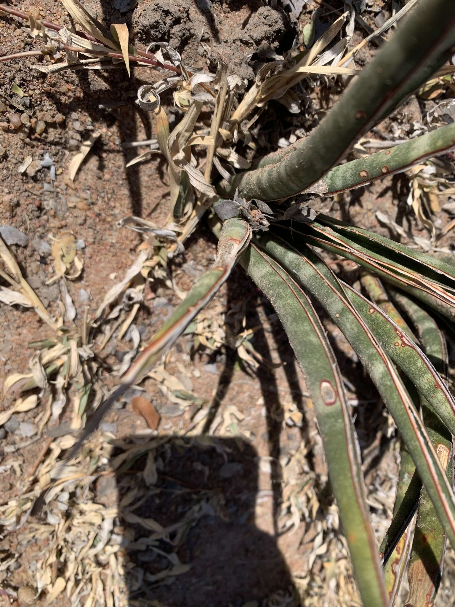 Image of Sansevieria aethiopica Thunb.