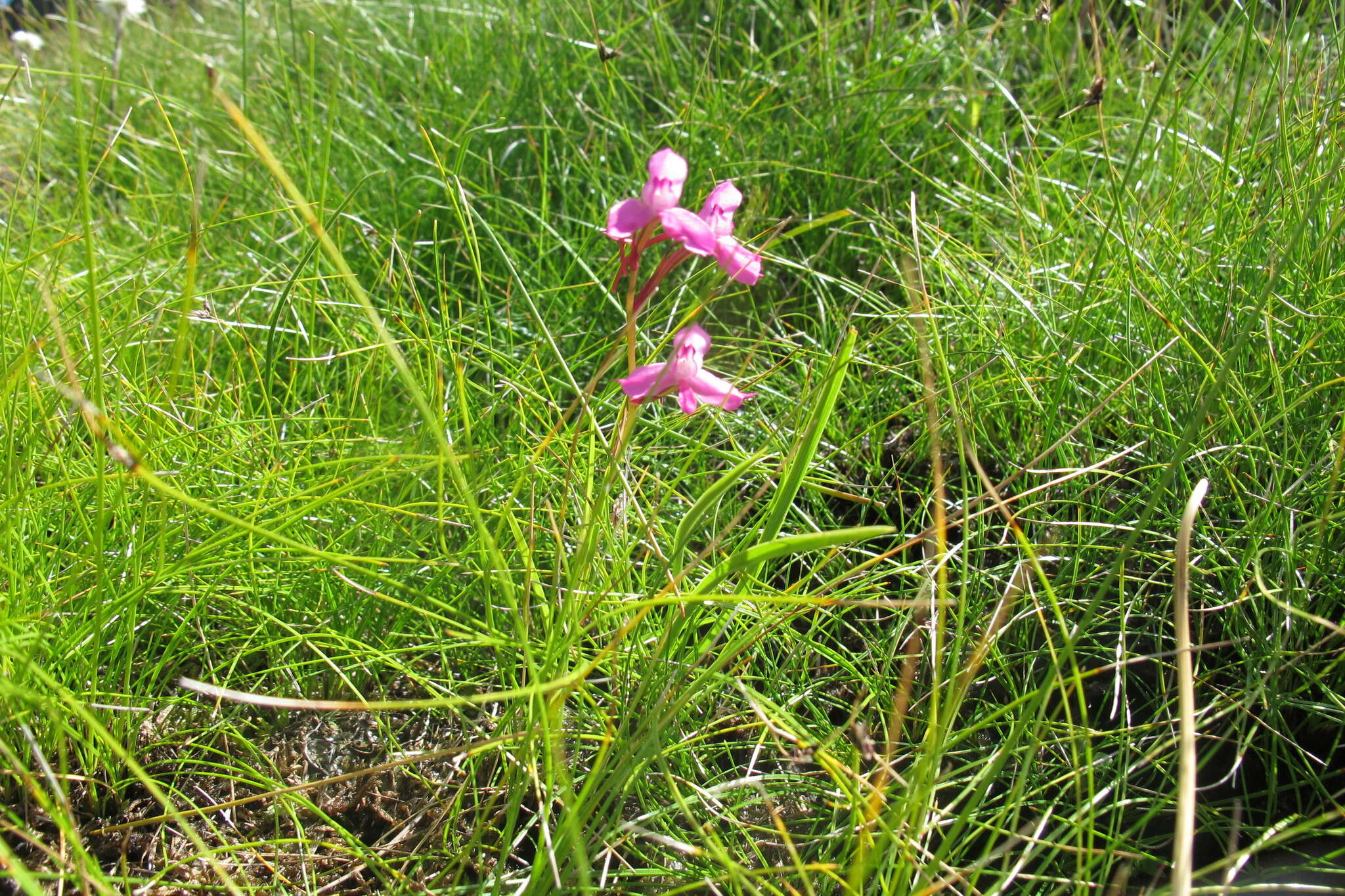 صورة Disa oreophila subsp. erecta H. P. Linder