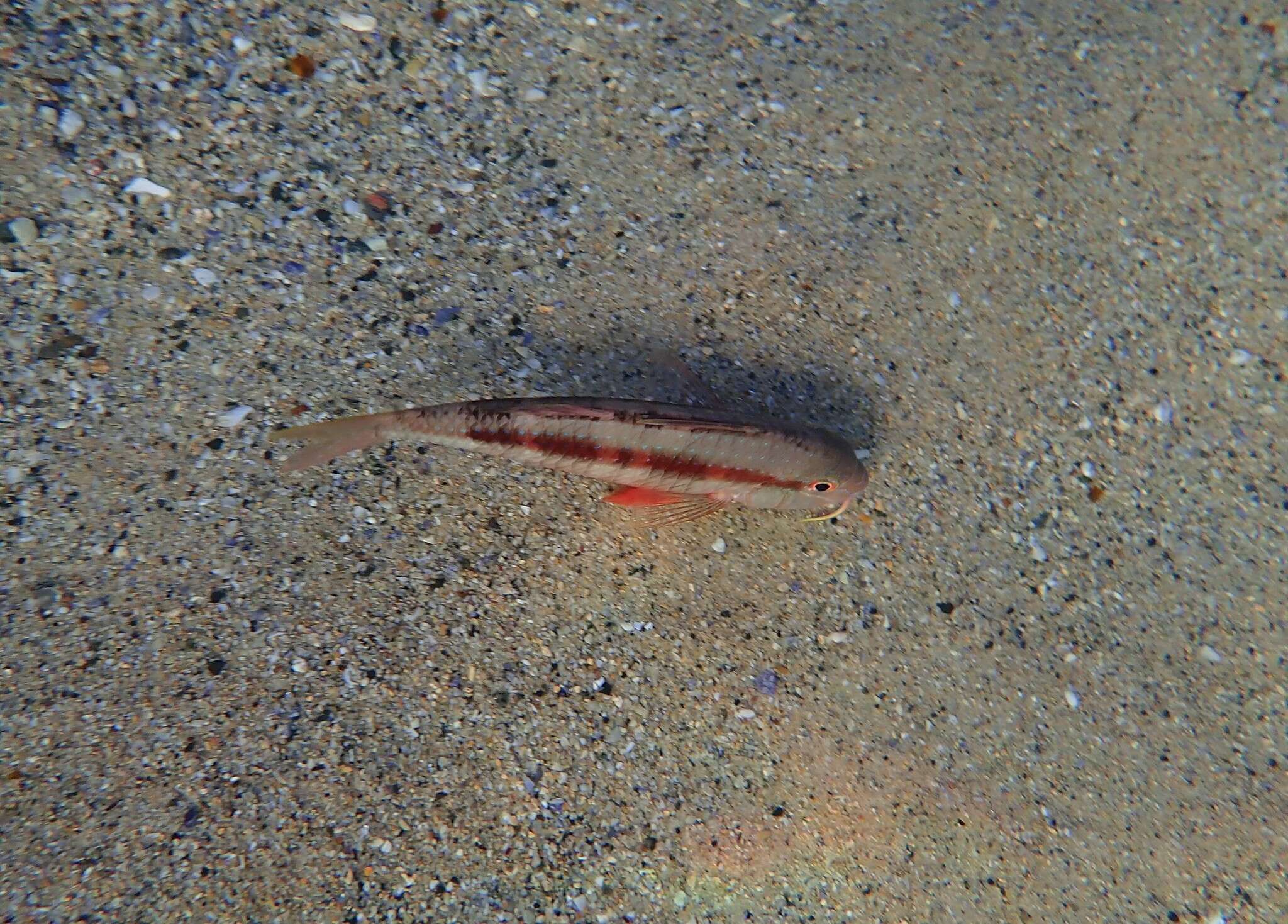 Image of Upeneichthys