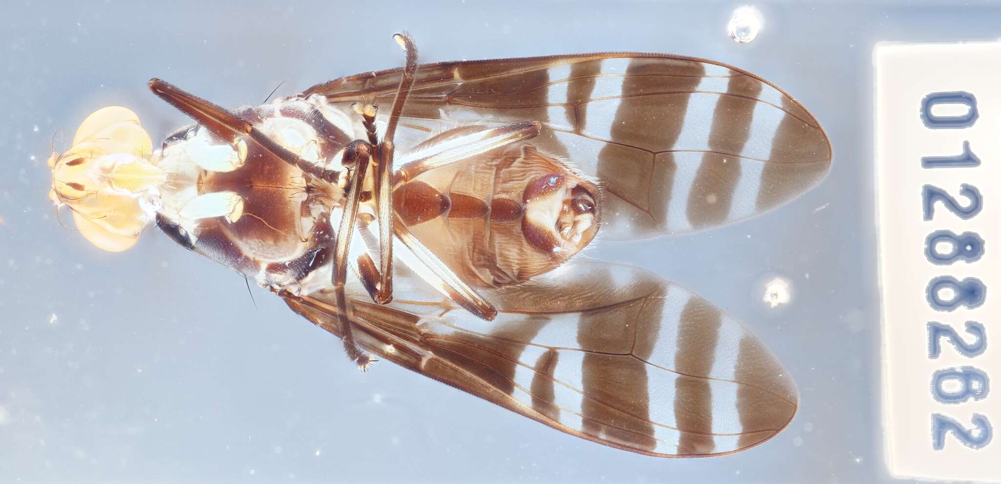 Image of Engistoneura catogastera (Bigot 1891)