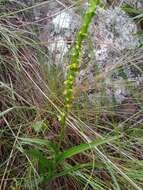 Image of Cynorkis cinnabarina (Rolfe) Hermans & P. J. Cribb