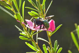 Plancia ëd Xylocopa aeratus (Smith 1851)