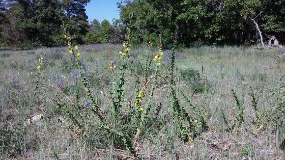 Image of Dalmatian toadflax