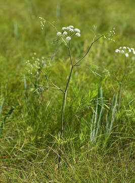 Image of European Waterhemlock