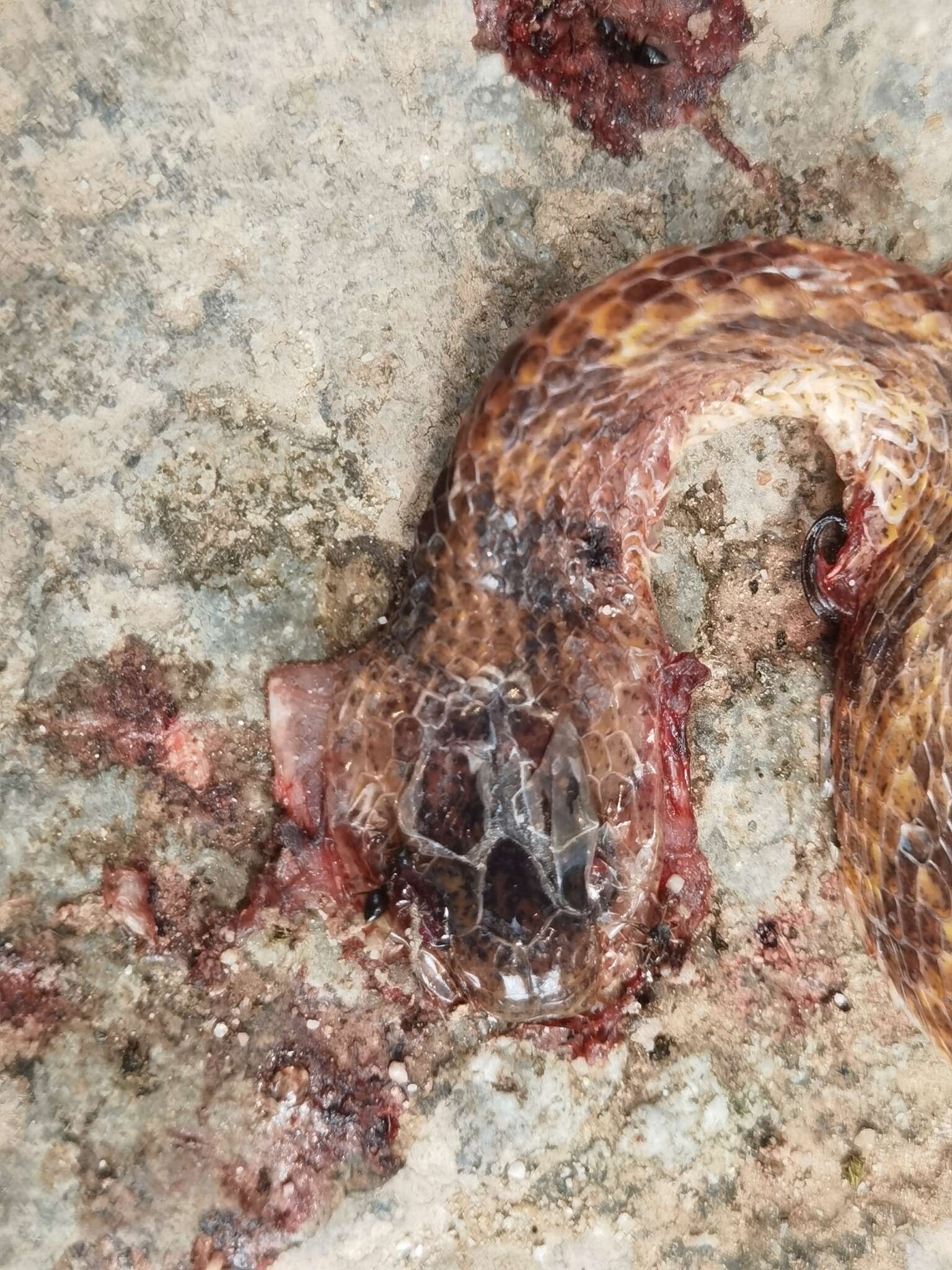 Image of Formosa Slug Snake