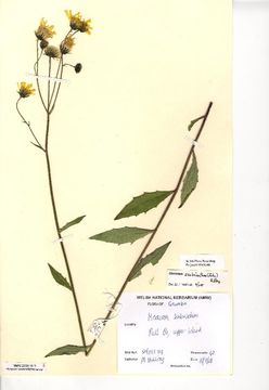 Image of <i>Hieracium scabrisetum</i> (Zahn) Roffey