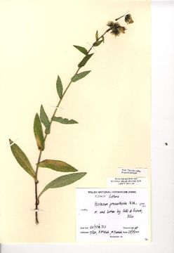 Image of <i>Hieracium prenanthoides</i> L.