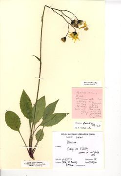Image of <i>Hieracium glandulidens</i> Sell & C. West