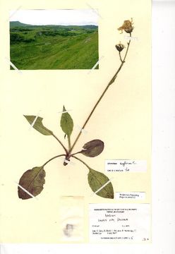 Image of <i>Hieracium anglicum</i> R. E. Fr.