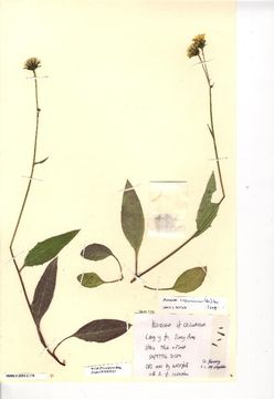 Image of <i>Hieracium cacuminum</i> (A. Ley) A. Ley