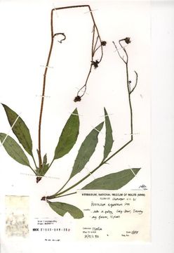 Image of <i>Hieracium argenteum</i> R. E. Fr.