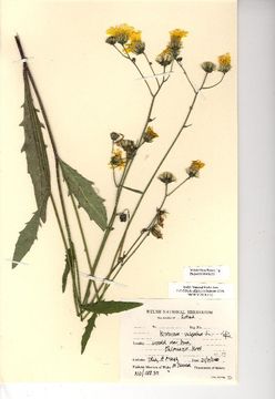 Image of <i>Hieracium vulgatiforme</i> Dahlst.