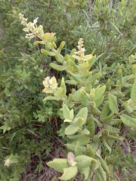 Image of Banisteriopsis variabilis B. Gates