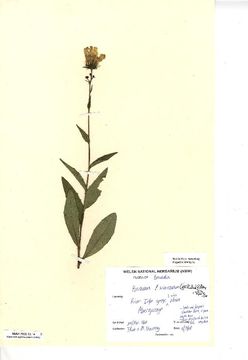 Image of <i>Hieracium subcrocatum</i> (E. F. Linton) Roffey
