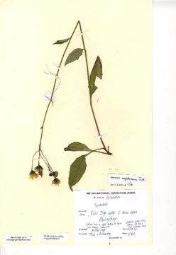 Image of <i>Hieracium argillaceum</i>
