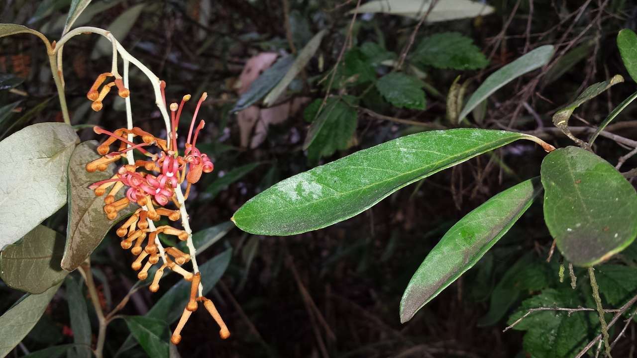 Image of Grevillea victoriae subsp. nivalis V. Stajsic & W. Molyneux