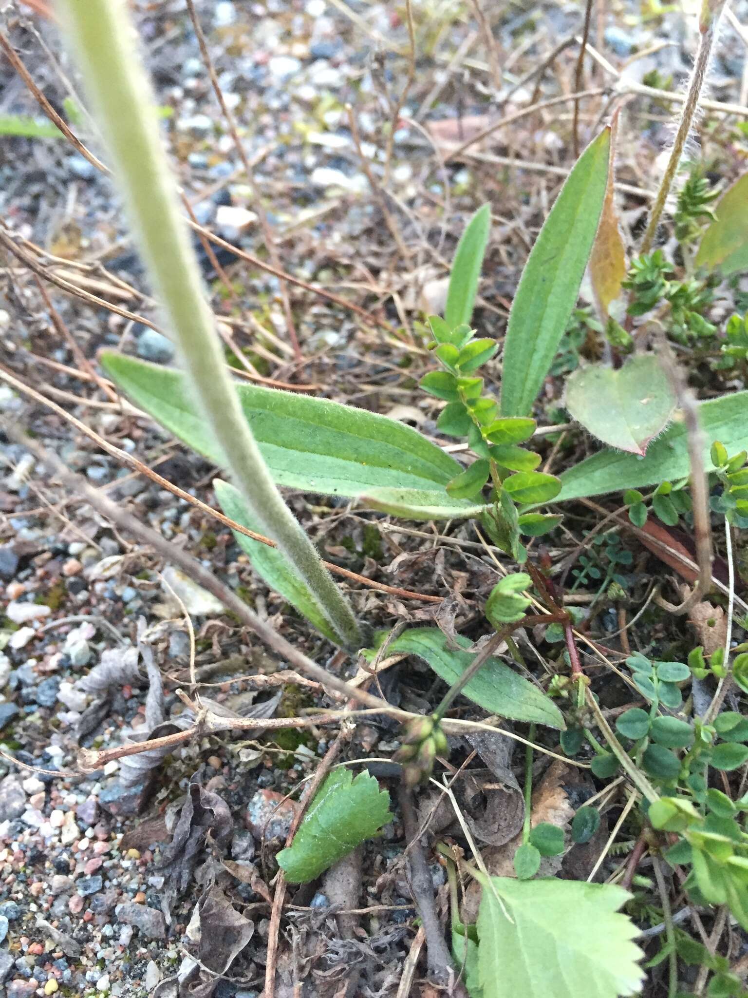 Arnica angustifolia subsp. alpina (L.) I. K. Ferguson的圖片