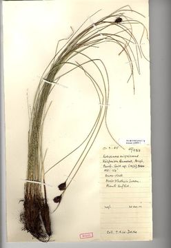 Image of Black Bog-rush