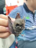 Image of Lesser Woolly Horseshoe Bat