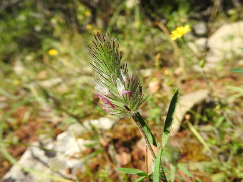 Image de Trifolium infamia-ponertii Greuter