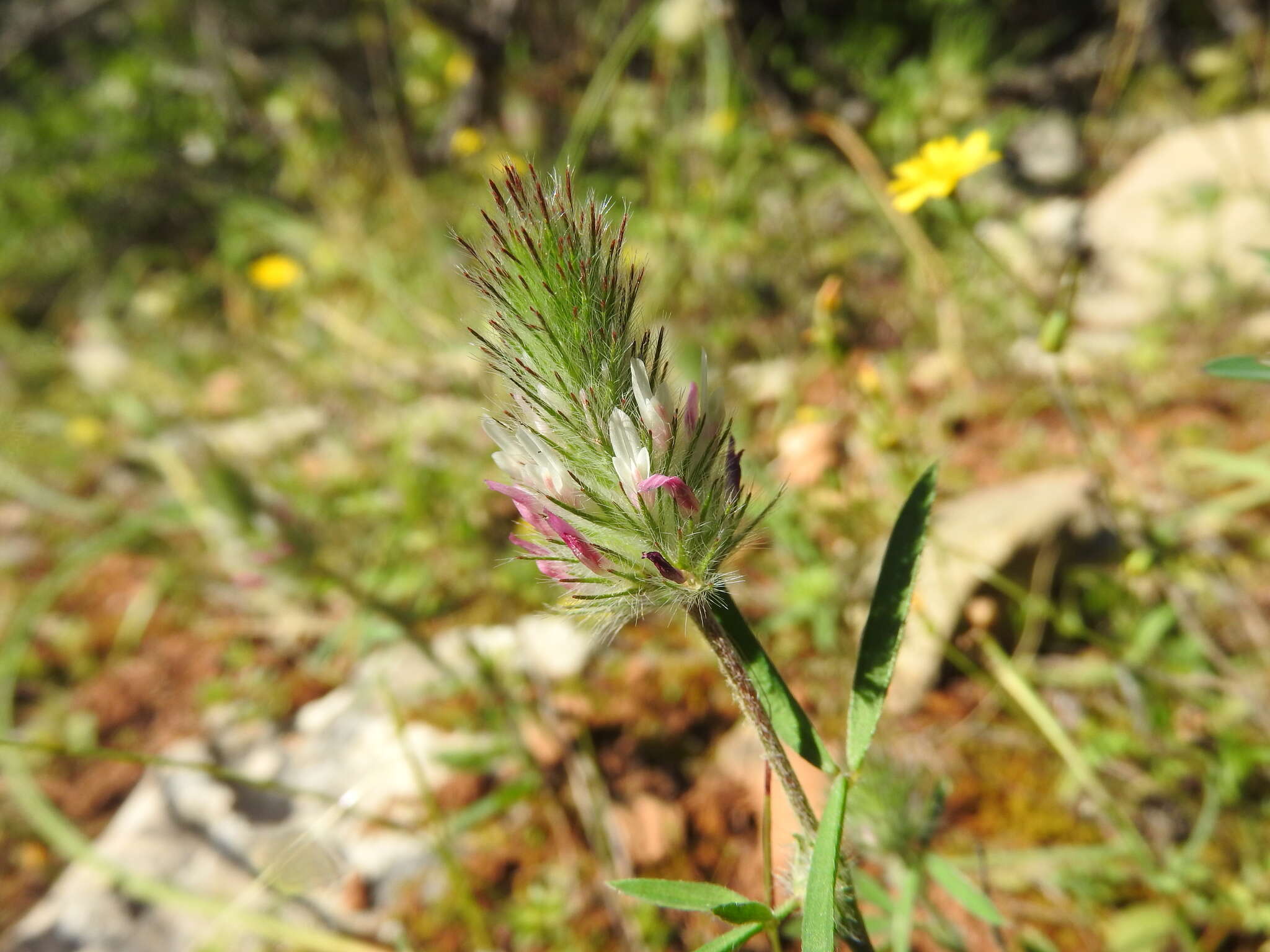 Image of Trifolium infamia-ponertii Greuter