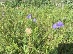 Imagem de Campanula alaskana (A. Gray) W. Wight ex J. P. Anderson