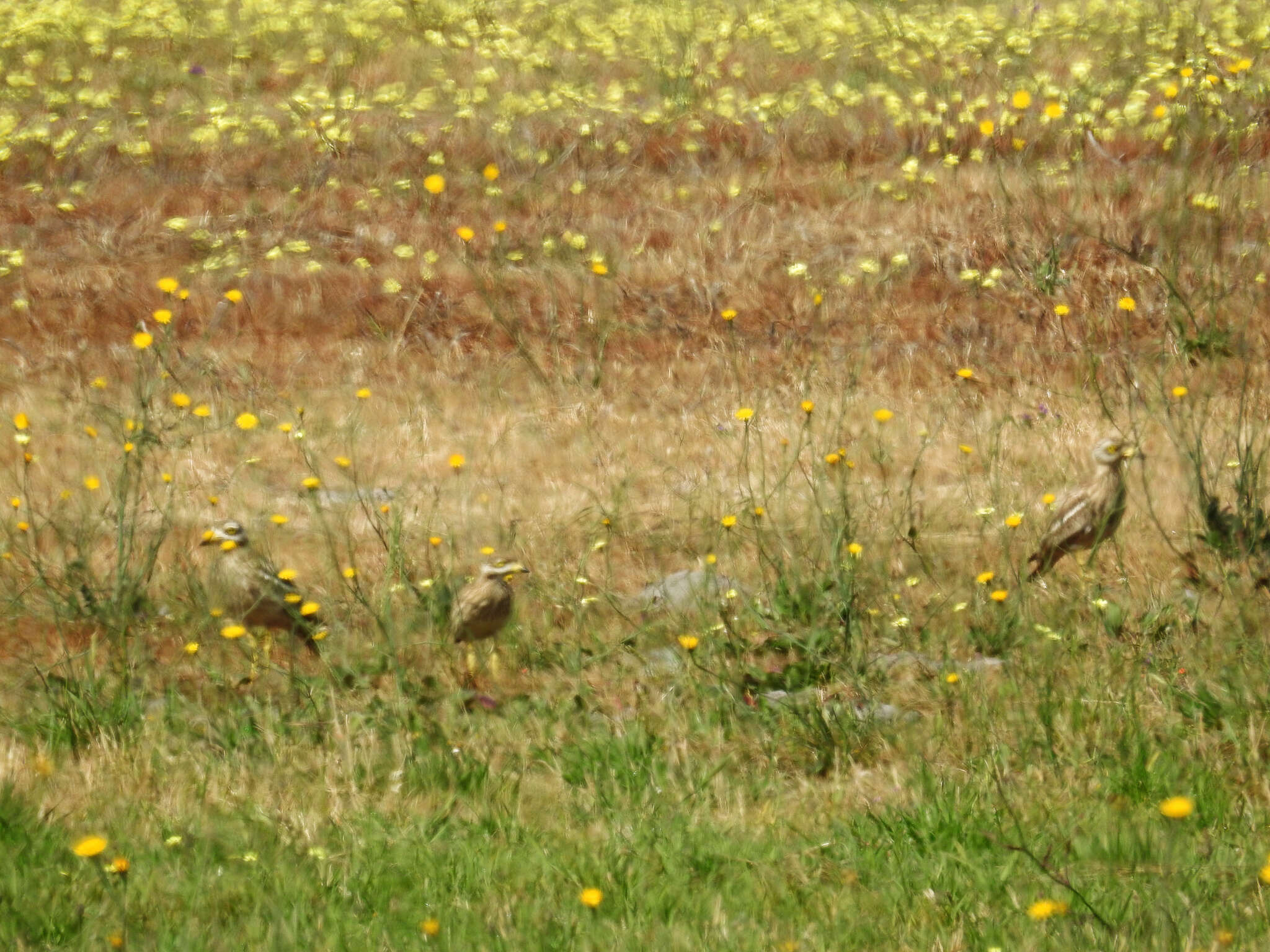 Image of Eurasian Stone-curlew