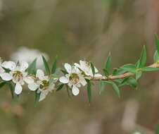 Image of Leptospermum continentale J. Thompson