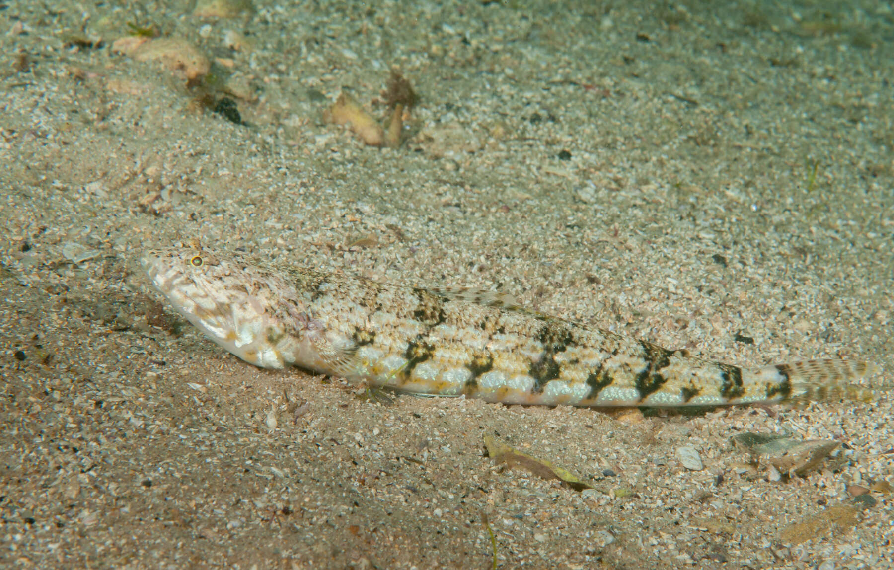 Image of Sand lizardfish