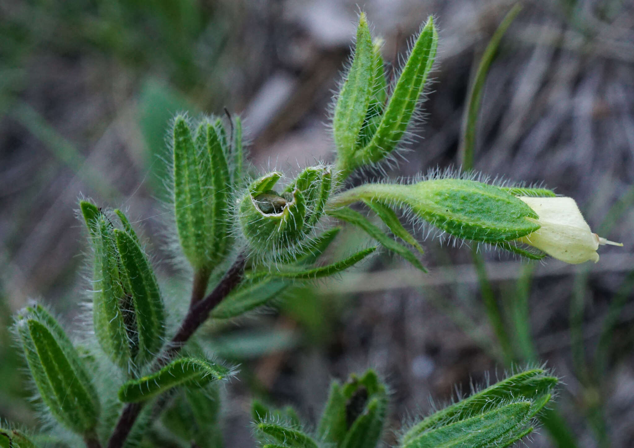 Image of Onosma visianii G. C. Clementi