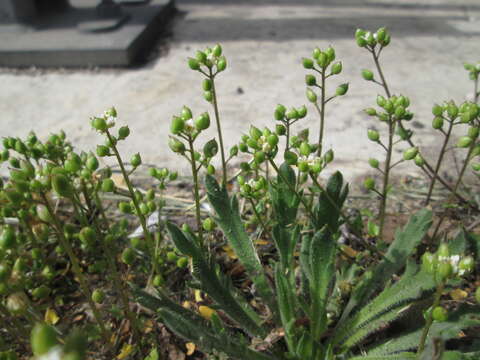 Image of early scurvygrass