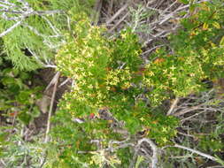 Plancia ëd Galium buxifolium Greene