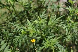 Image of Tagetes subulata Cerv.