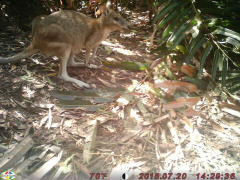 Image of Agile Wallaby