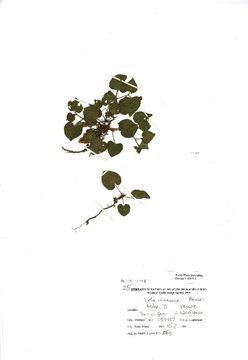 Image of <i>Viola riviniana</i> Rchb.
