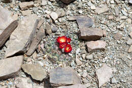 Image of Parodia subterranea F. Ritter