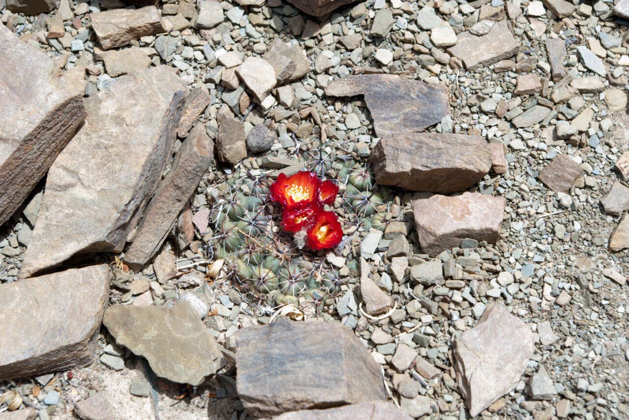 Plancia ëd Parodia subterranea F. Ritter