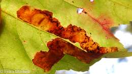 Image of Maple Leafblotch Miner