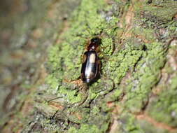 Image of Dromius (Dromius) quadrimaculatus (Linnaeus 1758)