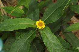 Image of Wedelia rugosa Greenm.