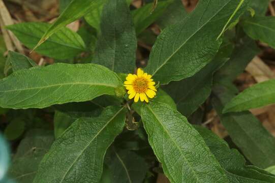 صورة Wedelia rugosa Greenm.