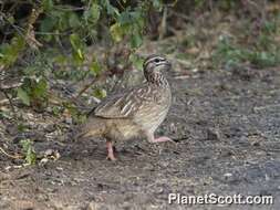 Image of Crested Francolin